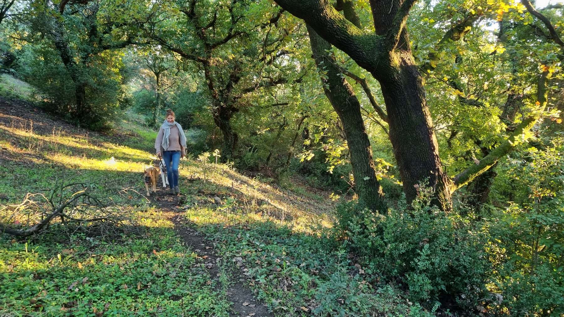 Ein Weg durch lichten Laubwald im Morgenlicht