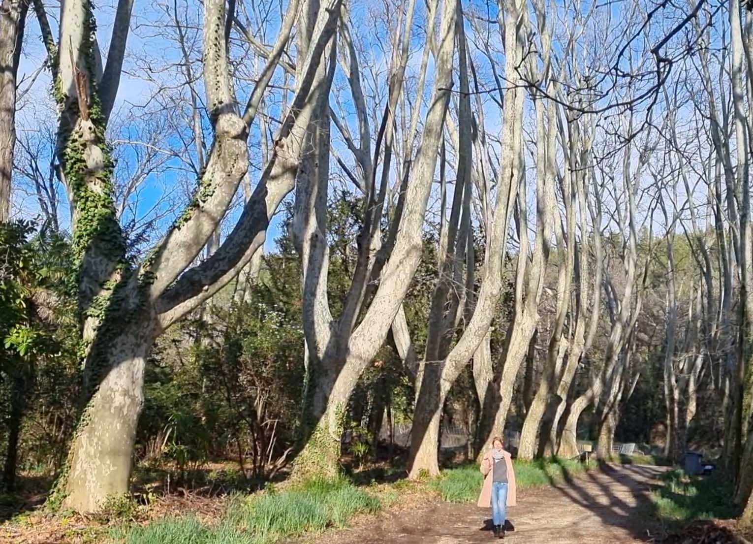 Eine Allee alter Bäume, ein Weg führt ins Licht